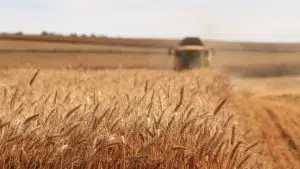 Farm Combine Harvesting Roundup Ready Wheat